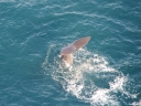 kaikoura (12)